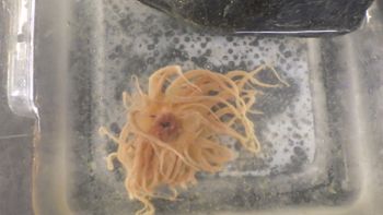 Media type: image;   Invertebrate Zoology 153117 Description: live specimen;